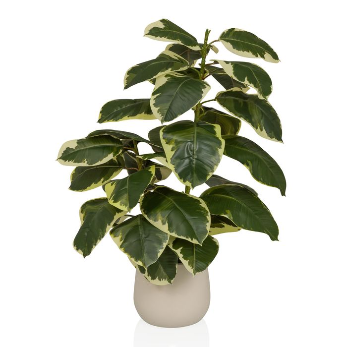HJH OFFICE Künstlicher Ficus Elastica Höhe 85 Zentimeter grün weiss - 4064323108566