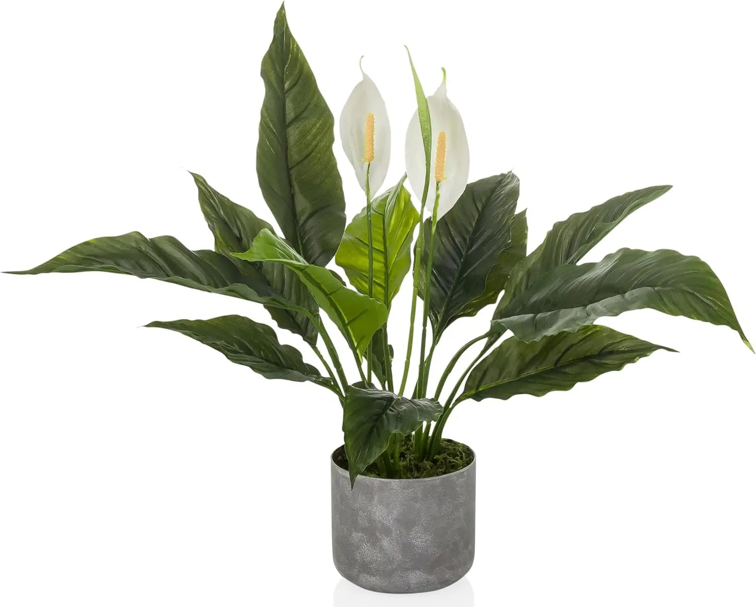 B-Ware Hjh Office Kunstpflanze Nachbildung Spathiphyllum 1 Grün Weiß Kunststoff 60x55cm - 4064323108580