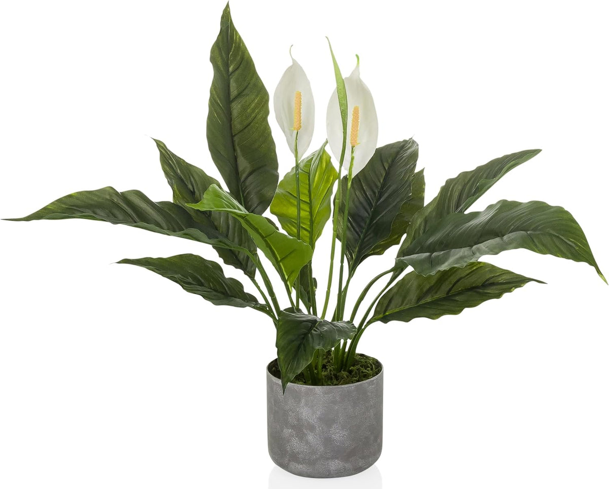 hjh OFFICE Kunstpflanze Nachbildung Spathiphyllum 1 grün weiß Kunststoff 60x55cm - 4064323108580