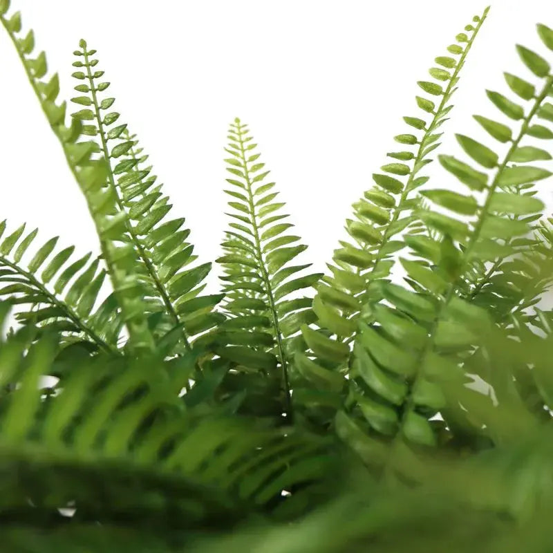 B-Ware Hjh Office Kunstpflanze Proliferum Boston Farn Grün Kunststoff 40x47 Cm Mit Topf - 4064323108726