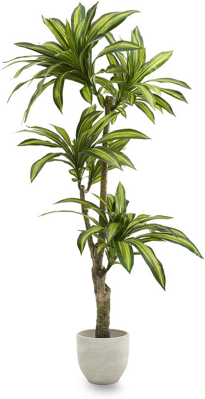Maia Shop Drachenbaum Kunstseidenpflanze Tropische Heimdekoration 170 X 90 Cm B-Ware - 8435240504261