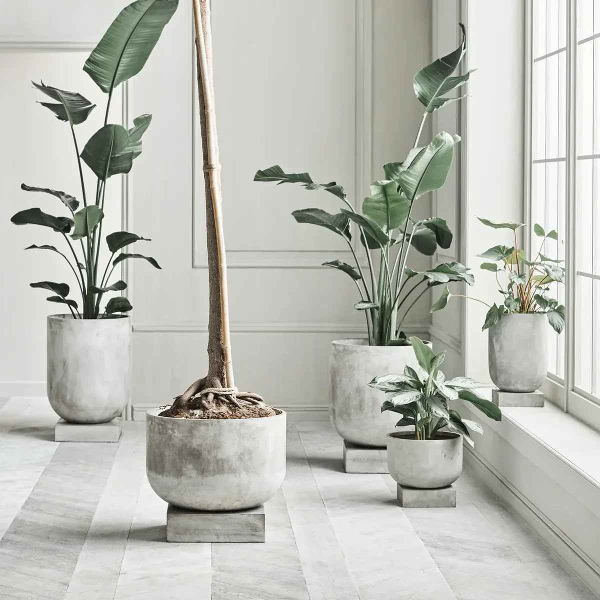 B-Ware Bolia Blumentopf Pflanzgefäß Podium Beton Grau 36x30.5cm Zimmerpflanzen - 5704444079091