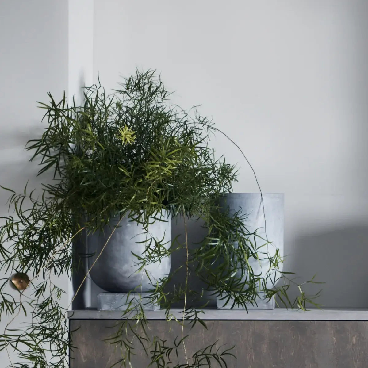 B-Ware Bolia Blumentopf Pflanzgefäß Podium Beton Grau 36x30.5cm Zimmerpflanzen - 5704444079091