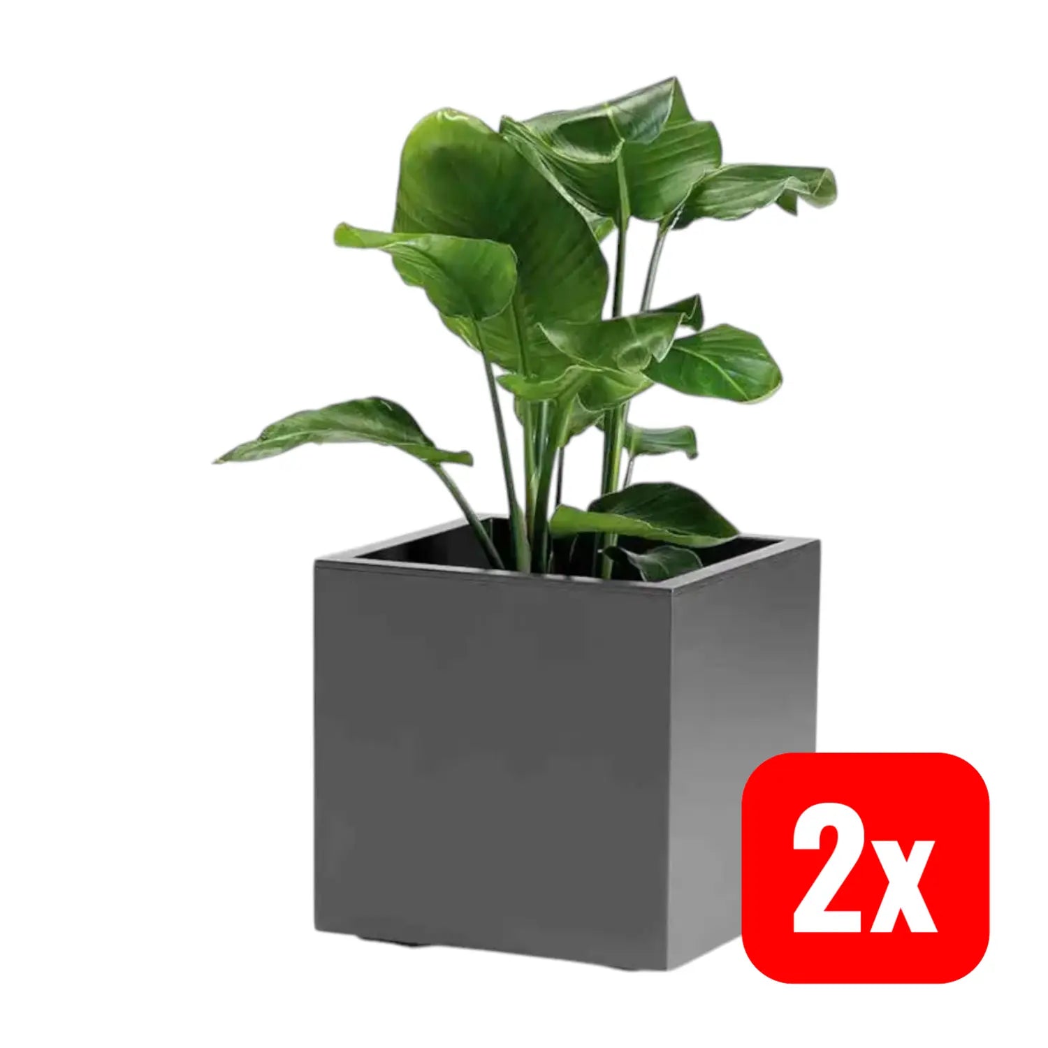 B-Ware Euro3 Plast Pflanzkasten Blumentrog Greener Anthrazit Kunststoff 40 Cm 2 Stück - 8000072156362