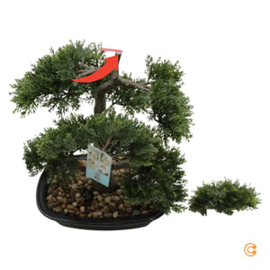 C-Ware Hjh Office Kunstpflanze Bonsai 44 Cm Grün Künstliche Siehe Text/Foto