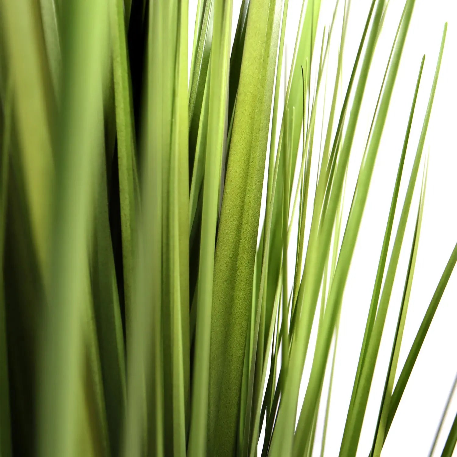 B-Ware Hjh Office Kunstpflanze Dekopflanze Pampasgras Cortaderia Kunststoff 112 Cm - 871018