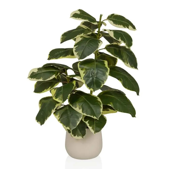 B-Ware Hjh Office Künstlicher Ficus Elastica Höhe 85 Zentimeter Grün Weiss - 4064323108566