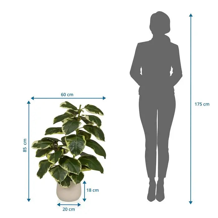 B-Ware Hjh Office Künstlicher Ficus Elastica Höhe 85 Zentimeter Grün Weiss - 4064323108566