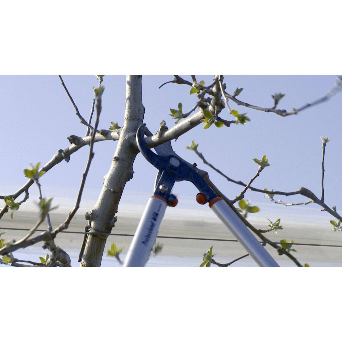 Bahco Astschere P280-SL-80 Bypass Schere Gartenwerkzeug 55mm Schnittstärke 800mm - 7311518301330