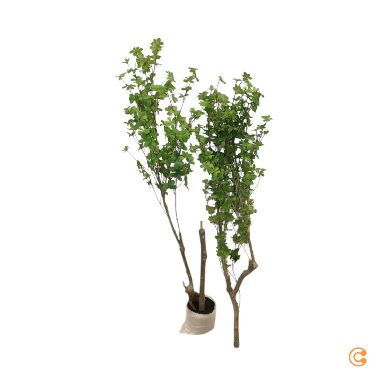 B-Ware Kave Home Kunstbaum Kunstpflanze Enkianthus Schwarzer 214 Cm Siehe Text/Foto - 8433840856902