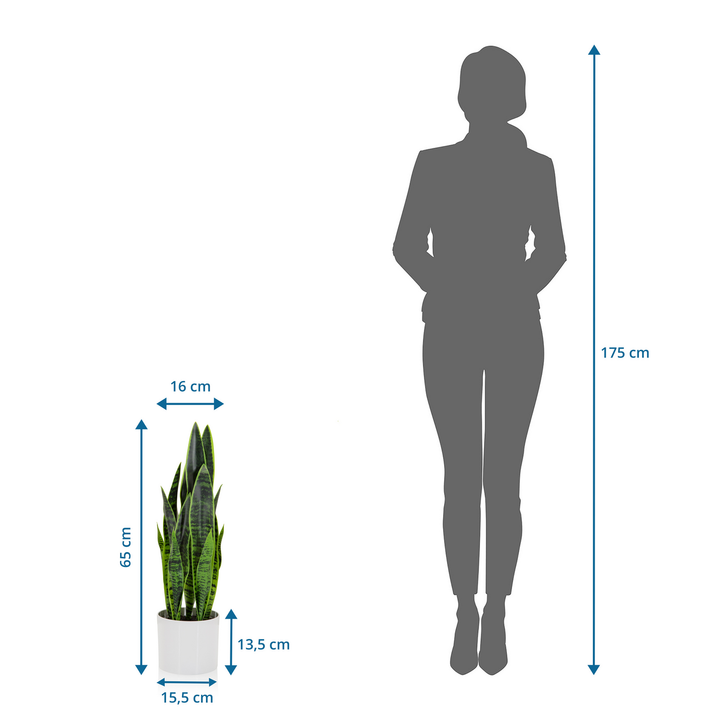 Hjh Office Kunstpflanze Kunstbaum Sansevieria Bogenhanf 65 Cm Kunststoff Grün B-Ware - 4064323028314