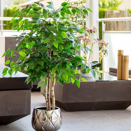 Maia Shop Ficusbaum Kunstpflanze Ficus Dekobaum Realistischen Blättern 105cm - 8435240996516