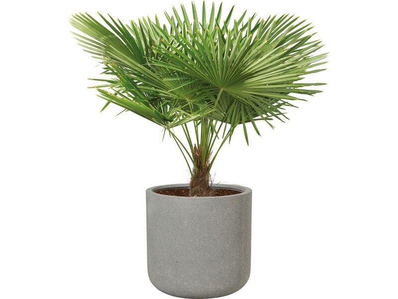 Pflanzgefäß Bargemon Pflanzkübel grau frostbeständig für Garten Ø52cm x 50,5cm - 4007876548434