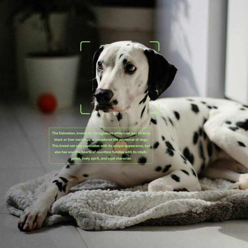 ROKID Augmented Reality Brille AI Smart Glasses 12MP Übersetzung Audio schwarz - 4064161487861