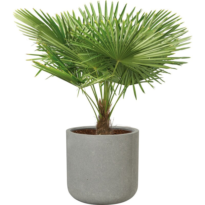 Pflanztopf Leichtzement grau 41x41cm Blumentopf mit Bodenloch für Bewässerung - 4007876481854