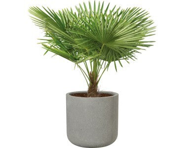Pflanztopf Leichtzement grau 41x41cm Blumentopf mit Bodenloch für Bewässerung - 4007876481854