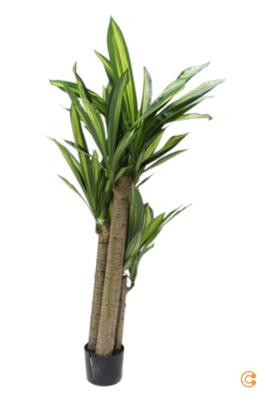 Maia Shop 120 Cm Kunstbaum Zimmerpflanze Dracaena Baum Dekobaum Siehe Text/Foto C-Ware - 8435240504223