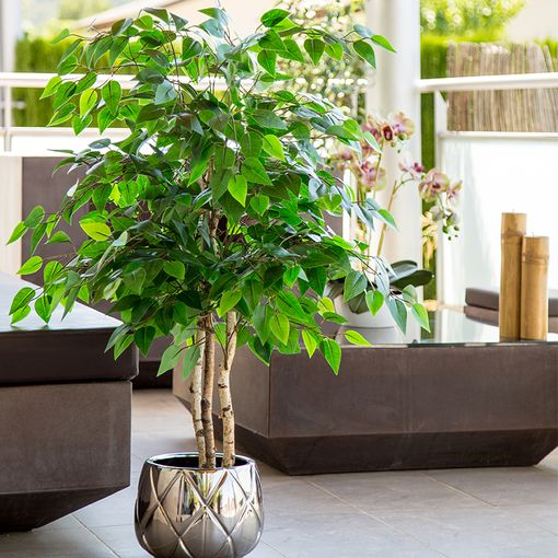 Maia Shop Ficusbaum Kunstpflanze Ficus Dekobaum Realistischen Blättern 105cm  B-Ware - 8435240996516