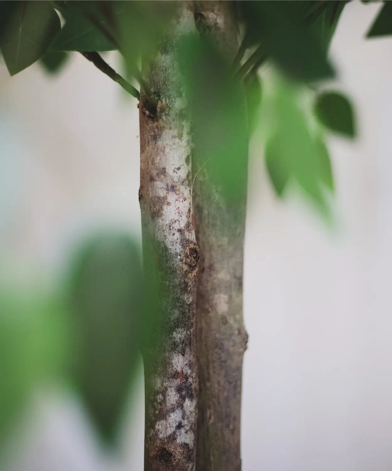 B-Ware Maia Shop Künstliche 2 Baumkronen Ficus Kunstpflanze Wohnzimmer Dekoration 150cm - 8435240504483