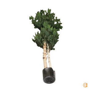B-Ware Maia Shop Künstliche 2 Baumkronen Ficus Kunstpflanze Dekoration Siehe Text/Foto