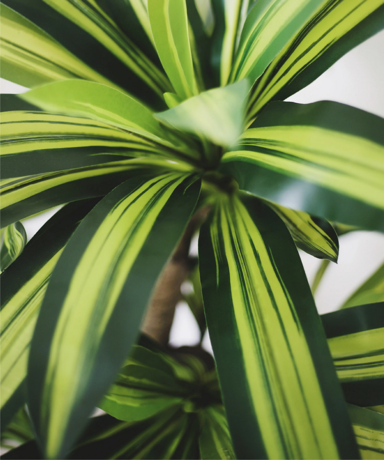 B-Ware Maiashop Künstliche Dracaena Kunstpflanze Baum 130 Cm Dekoration Wohnzimmer555