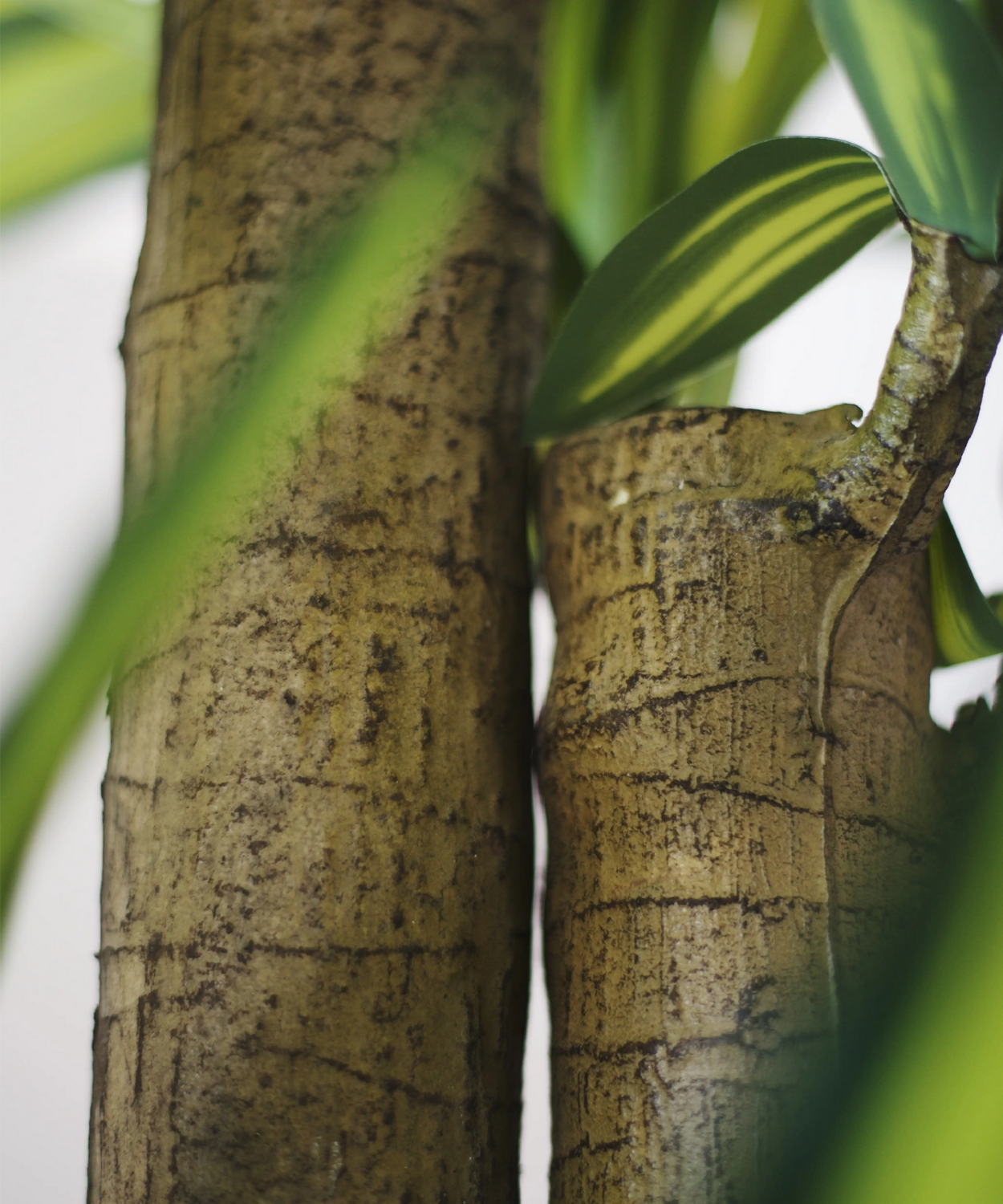 B-Ware Maiashop Künstliche Dracaena Kunstpflanze Baum 130 Cm Dekoration Wohnzimmer555