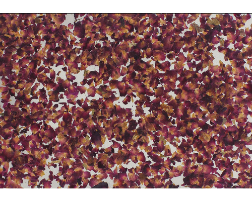 B-Ware 4x 4er Pack Natürliche Rosenblätter Auf Transparenter Selbstklebefolie 4 Sets658 - 9120074680425