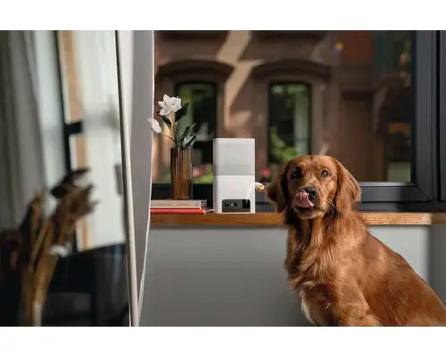 B-Ware Petcube Steuerung überwachungskamera Haustierkamera Katze Wlan App Weiß  - 854592007530