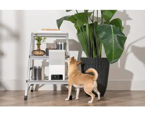 B-Ware Petcube Steuerung überwachungskamera Haustierkamera Katze Wlan App Weiß  - 854592007530