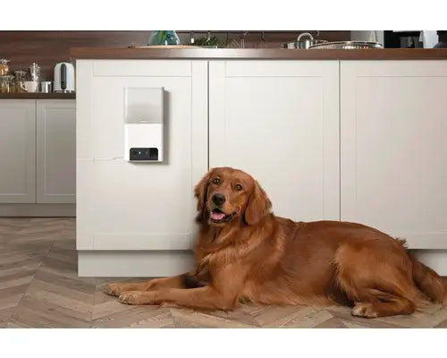 B-Ware Petcube Steuerung überwachungskamera Haustierkamera Katze Wlan App Weiß  - 854592007530