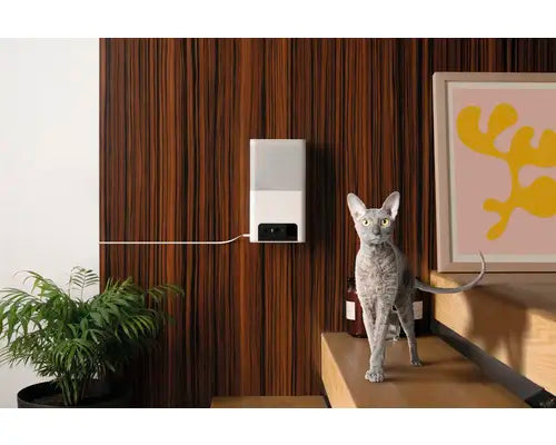 B-Ware Petcube Steuerung überwachungskamera Haustierkamera Katze Wlan App Weiß  - 854592007530